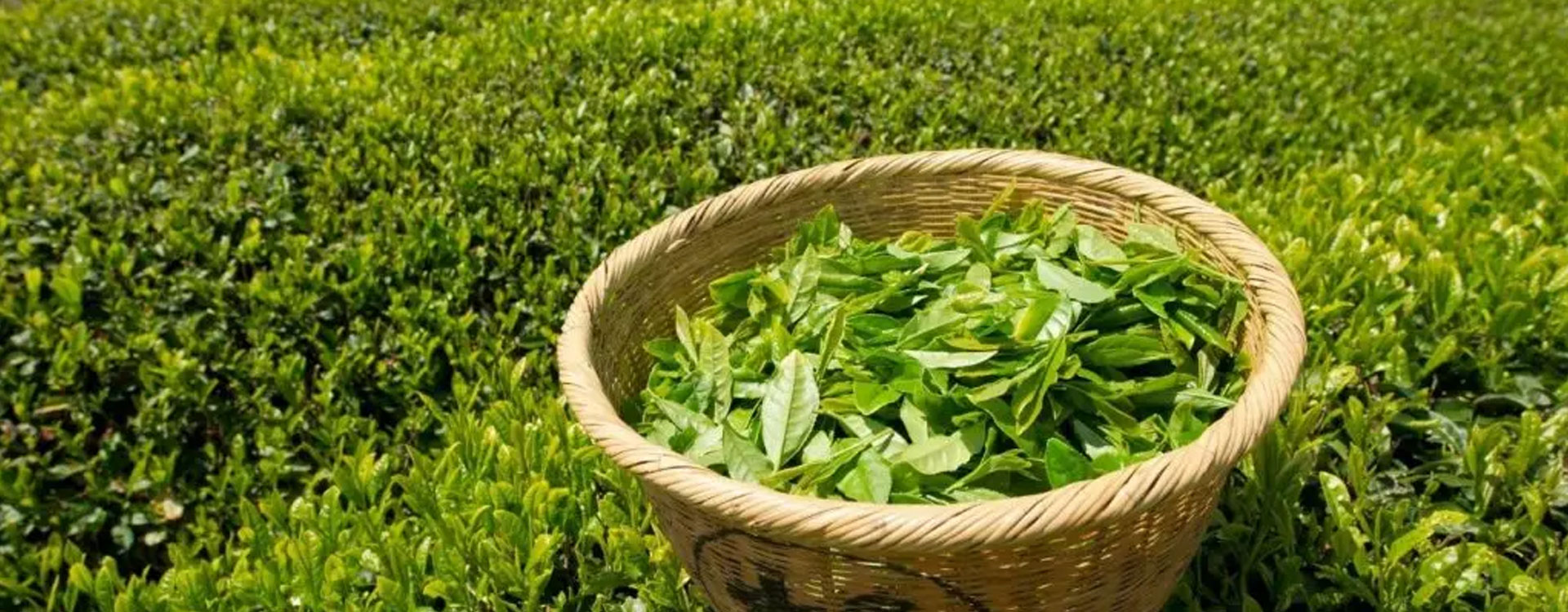 افزایش ۶۷ تا ۷۲ درصدی قیمت چای در سال جاری