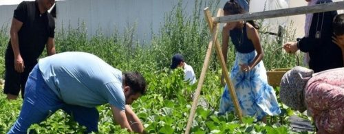 هتلی پول نمی‌خواهند؛ گردشگران باید بیل به دست شوند!