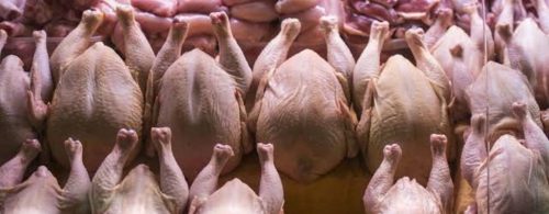 سیگنال دولتی به بازار مرغ